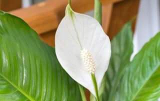 5 Gift Ideas for Those Struggling to Support the Grieving